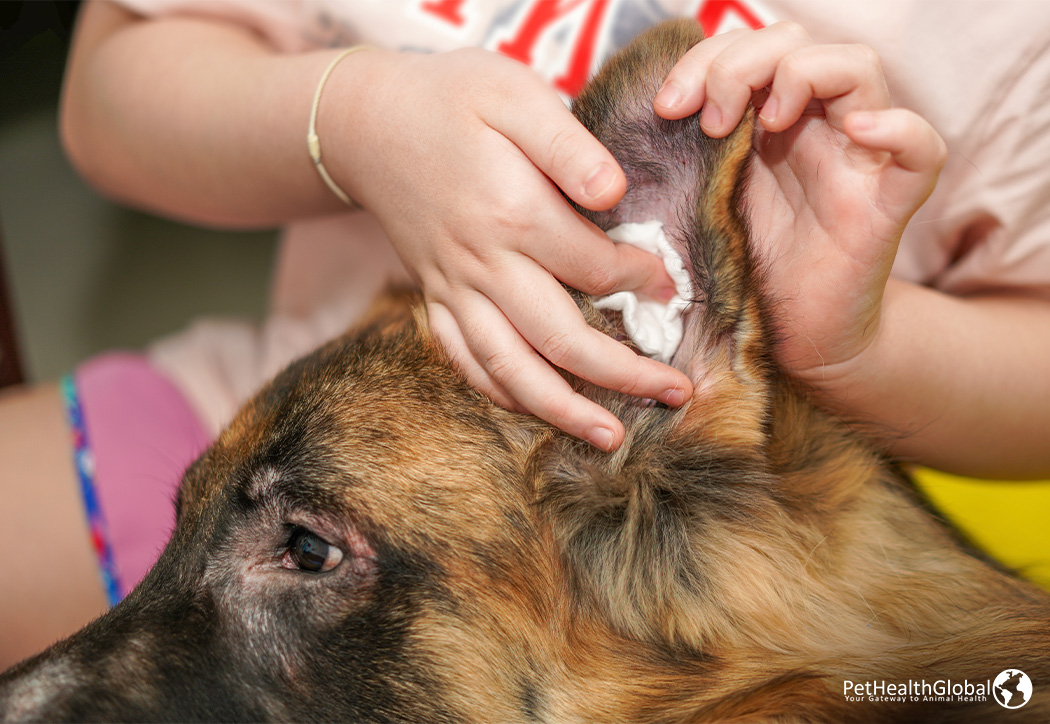 Cleaning Your Dogs Ears-ear cleanser for dogs